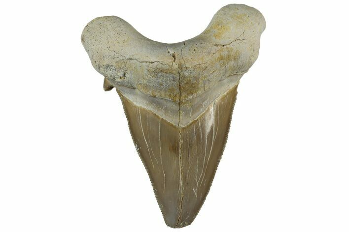 Serrated Sokolovi (Auriculatus) Shark Tooth - Dakhla, Morocco #312663